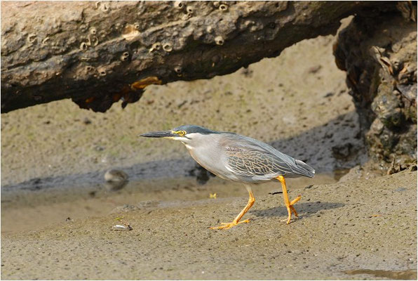 MANGROVENREIHER, STRIATED HERON, BUTORIDES STRIATUS