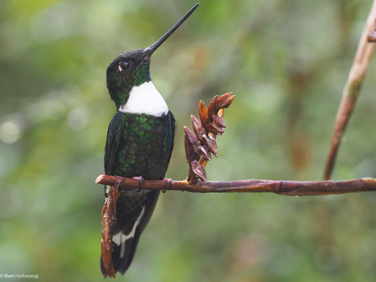 BRUSTBAND-ANDENKOLIBRI, COLLARED INCA - COELIGENA TORQUATA
