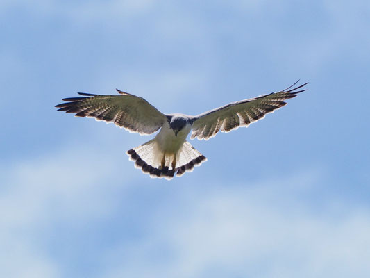ROTRÜCKENBUSSARD, VARIABLE HAWK (RED-BACKED HAWK) - GERANOAETUS POLYOSOMA