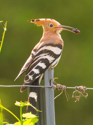 Wiedehopf, hoopoe, upupa epops - D, f, e, zypern
