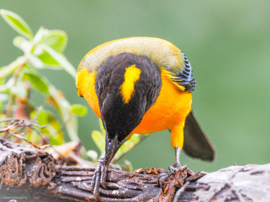 SCHWARZKINN-BERGTANGARE, BLACK-CHINNED MOUNTAIN-TANAGER - ANISOGNATHUS NOTABILIS