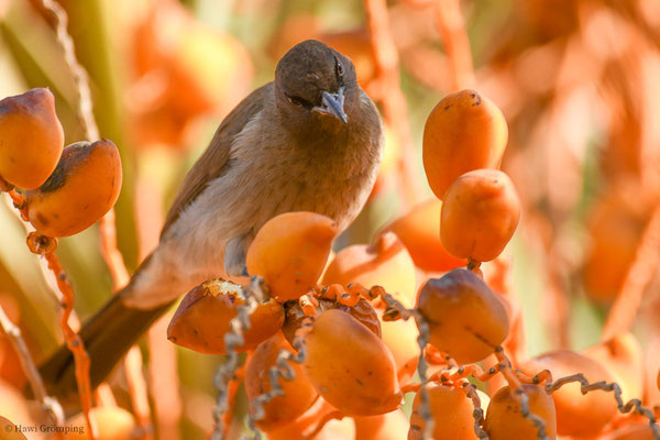 GRAUBÜLBÜL, COMMON BULBUL, PYCNONOTUS BARBATUS