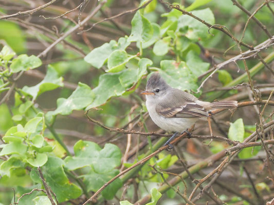 Haubenkleintyrann, Southern Beardless Tyrannulet - camptostoma obsoletum