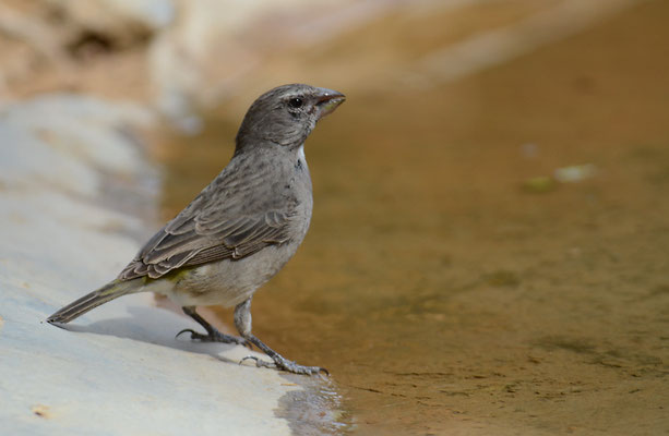 WEISSKEHLGIRLITZ, WHITE-THROATED CANARY, CRITHAGRA ALBOGULARIS
