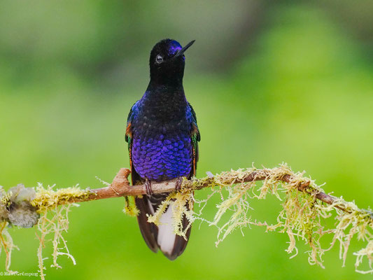 HYAZINTHKOLIBRI, VELVET-PURPLE CORONET - BOISSONNEAUA JARDINI