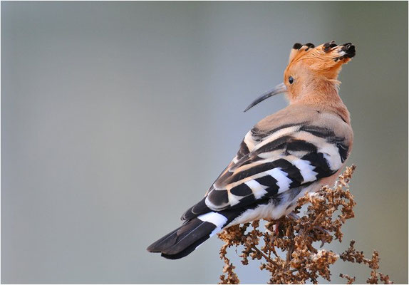 WIEDEHOPF, HOOPOE, UPUPA EPOPS