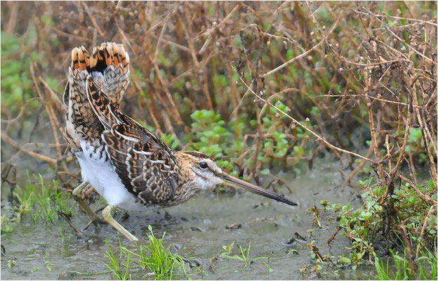 BEKASSINE, COMMON SNIPE, GALLINAGO GALLINAGO