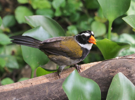 GOLDSCHNABEL-RUDERAMMER, ORANGE-BILLED SPARROW, ARREMON AURANTIIROSTRIS