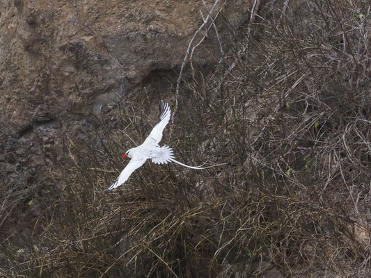 Rotschnabel-Tropikvogel, Red-billed Tropicbird - phaeton aethereus