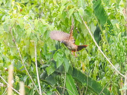 Tüpfelguan, Speckled Chachalaca - Ortalis guttata