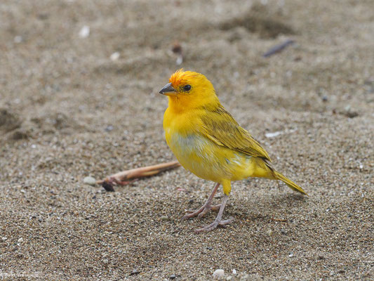 SAFRANAMMER, SAFFRON FINCH - SICALIS FLAVEOLA
