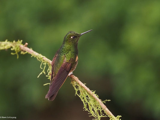 FAHLSCHWANZKOLIBRI, BUFF-TAILED CORONET - BOISSONNEAUA FLAVESCENS