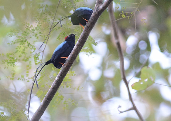 LANGSCHWANZPIPRA, LONG-TAILED MANAKIN, CHIROXIPHIA LINEARIS