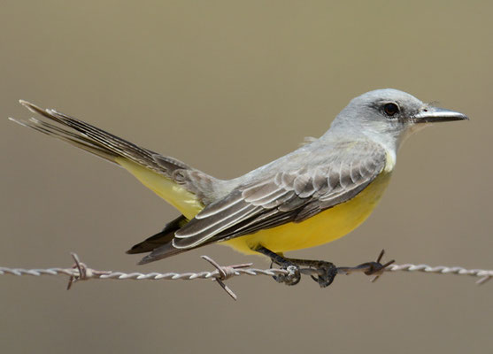 TRAUERTYRANN, TROPICAL KINGBIRD, TYRANNUS MELANCHOLICUS