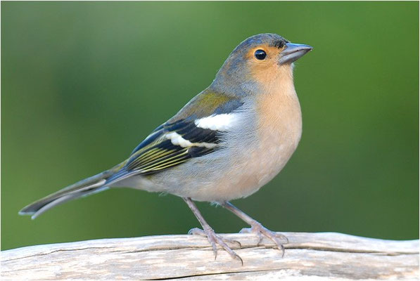 MADEIRAFINK, CHAFFINCH TINTILLON, FRINGILLA COELEBS TINTILLON