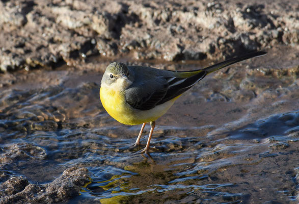 GEBIRGSSTELZE, GREY WAGTAIL, MOTACILLA CINEREA