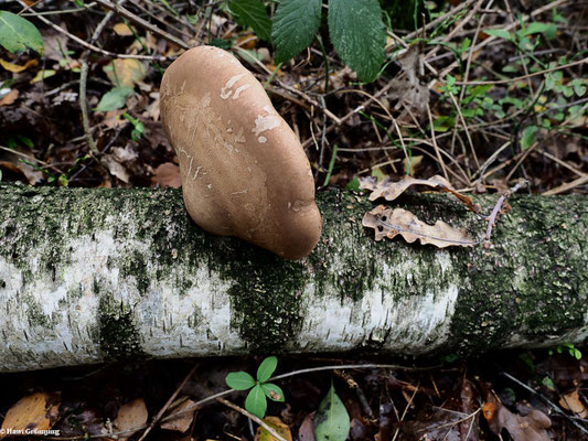 Birkenporling - Piptoporus betulinus