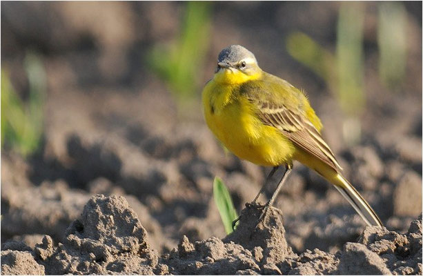 WIESENSCHAFSTELZE, YELLOW WAGTAIL, MOTACILLA FLAVA