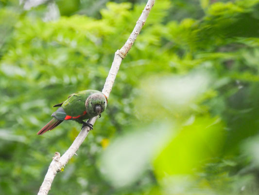 BRAUNSCHWANZSITTICH, MAROON-TAILED PARAKEET - PYRRHURA MELANURA
