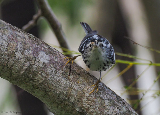 KLETTERWALDSÄNGER, BLACK-AND WHITE WARBLER, MNIOTILTA VARIA
