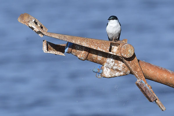 CAYENNESCHWALBE, WHITE-WINGED SWALLOW, TACHYCINETA ALBIVENTER