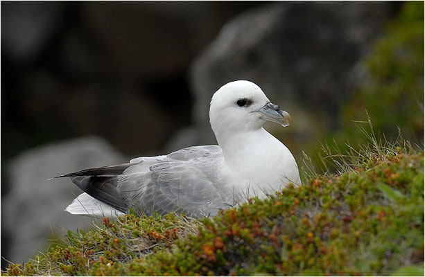 EISSTURMTAUCHER, FULMAR, FULMARUS GLACIALIS 
