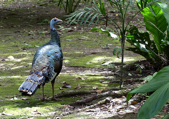 PFAUENTRUTHUHN, OCELLATED TURKEY, MELEAGRIS OCELLATA