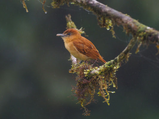 ZIMTBEKARDE, CINNAMON BECARD - PACHYRAMPHUS CINNAMOMEUS