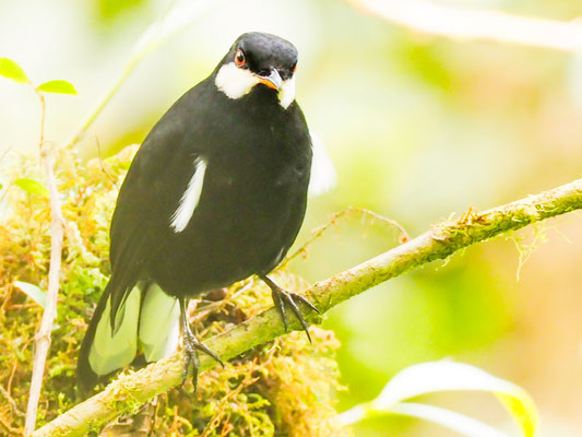 Schwarzklarino, Black Solitaire - Entomodestes coracinus