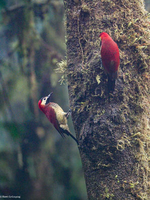 ROTMANTELSPECHT, CRIMSON-MANTLED WOODPECKER - COLAPTES RIVOLII