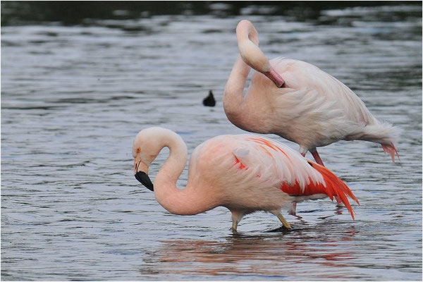CHILEFLAMINGO, CHILEAN FLAMINGO, PHOENICOPTERUS CHILENSIS