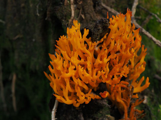 Klebriger Hörnling - Calocera viscosa