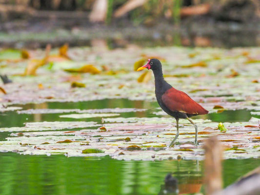 Rotstirn-Blatthühnchen, Wattled Jacana - Jacana jacana