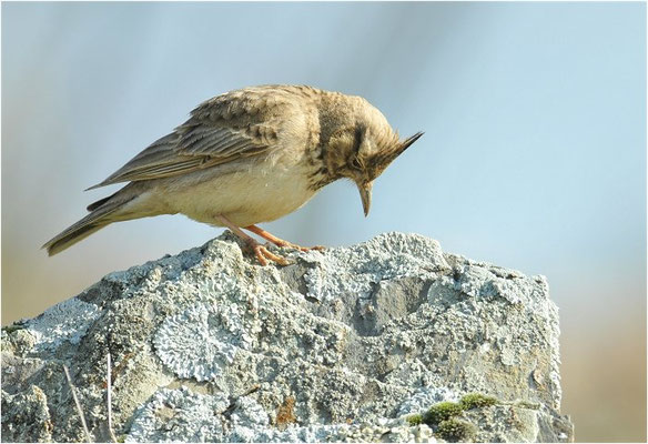 HAUBENLERCHE, CRESTED LARK, GALERIDA CRISTATA