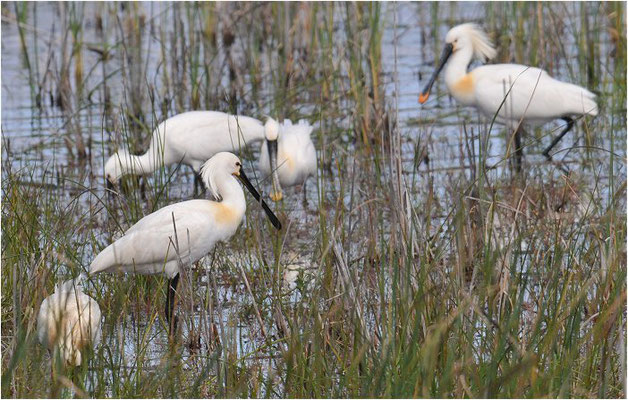 LÖFFLER, SPOONBILL, PLATALEA LEUCORODIA