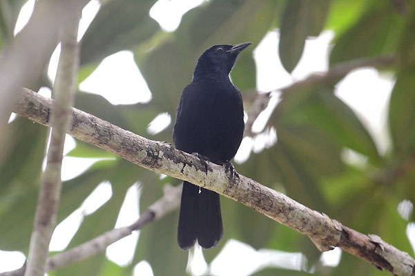 TRAUERSTÄRLING, MELODIOUS BLACKBIRD, DIVES DIVES