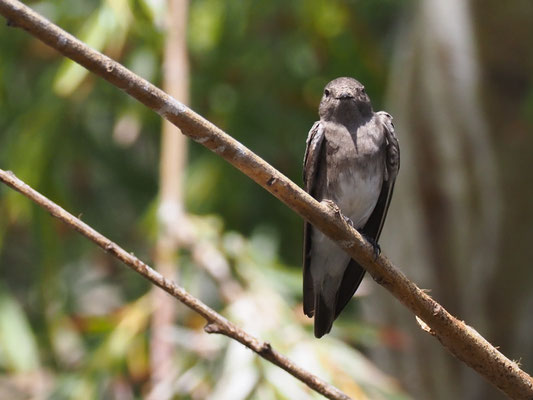 Braunkehluferschwalbe, Brown-throated Martin - Riparia paludicola