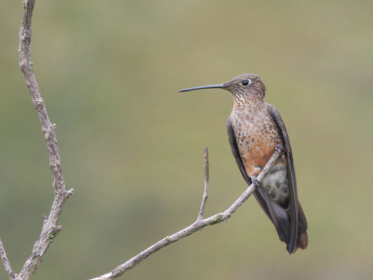 RIESENKOLIBRI, GIANT HUMMINGBIRD - PATAGONA GIGAS