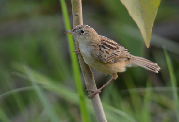 CISTENSÄNGER, ZITTING CISTICOLA, CISTICOLA JUNCIDIS