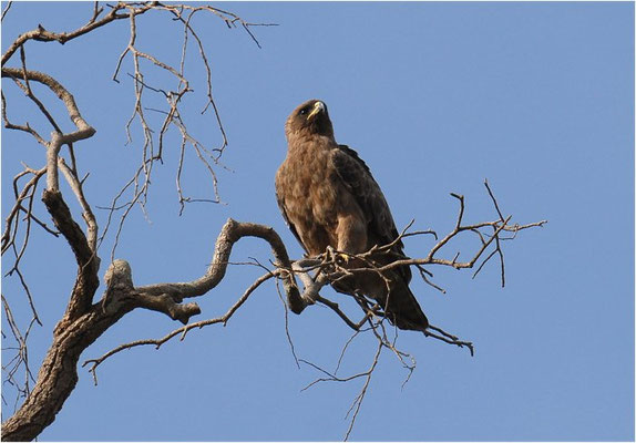 RAUBADLER, TAWNY EAGLE, AQUILA RAPAX