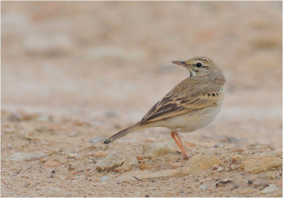 BRACHPIEPER, TAWNY PIPIT, ANTHUS CAMPESTRIS