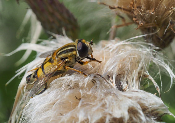 Große Sumpfschwebfliege, Helophilus trivittatus