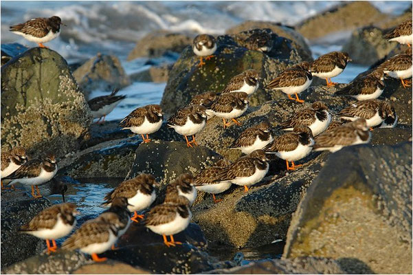 STEINWÄLZER, RUDDY TURNSTONE, ARENARIA INTERPRES