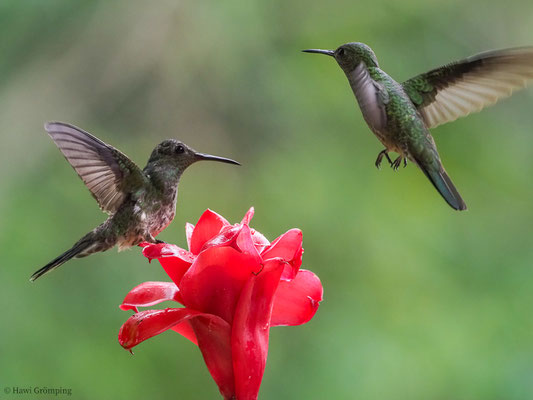 SCHUPPENBRUSTKOLIBRI, SCALY-BREASTED HUMMINGBIRD, PHAEOCHROA CUVIERII