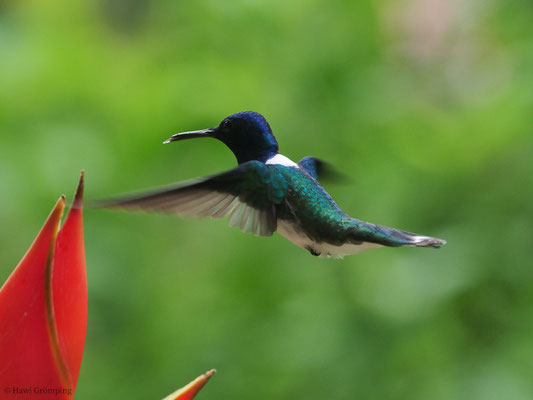 WEISSNACKENKOLIBRI, WHITE-NECKED JACOBIN, FLORISUGA MELLIVORA