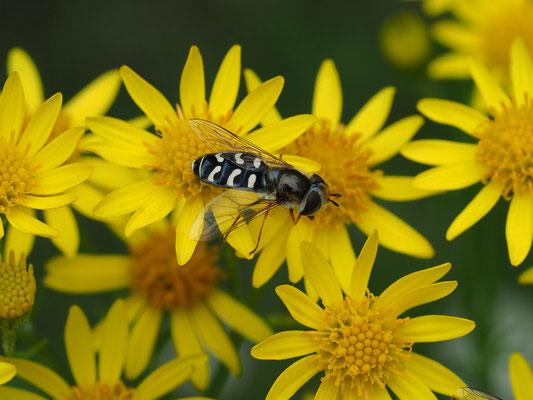 SPÄTE GROSSSTIRNSCHWEBFLIEGE, SCAEVA PYRASTRI