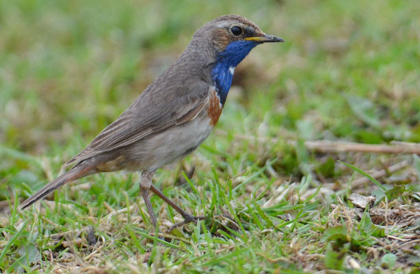 BLAUKEHLCHEN, BLUETHROAT, LUSCINIA SVECICA
