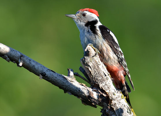 MITTELSPECHT, MIDDLE-SPOTTED WOODPECKER