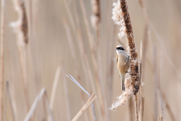 BEUTELMEISE, PENDULINE TIT, REMIZ PENDULINUS