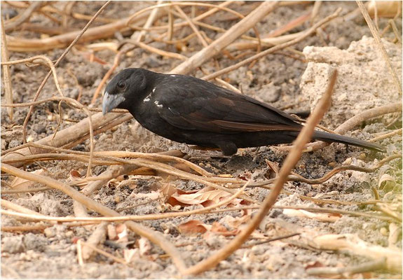 ALEKTOWEBER, WHITE-BILLED BUFFALO-WEAVER, BUBALORNIS ALBIROSTRIS